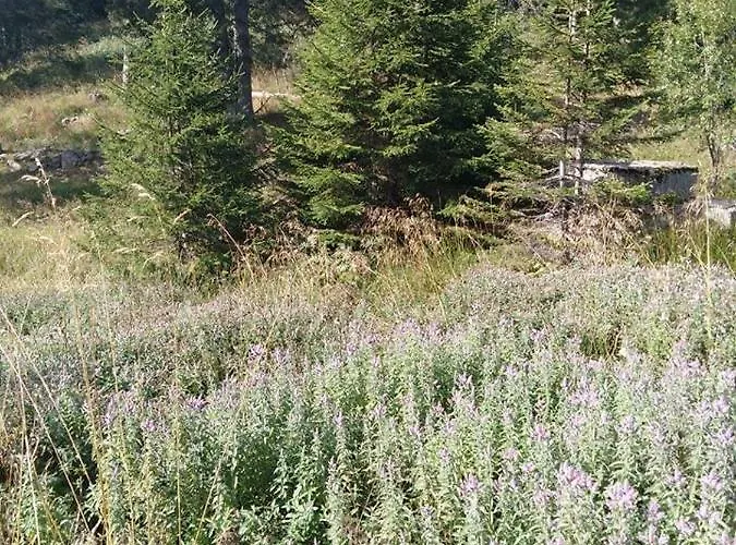 アパート апартамент,студио милка 17,в х росица, за и туризъм,целогодишно *